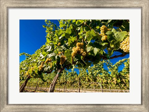 Framed Riesling Grapes In A Columbia River Valley Vineyard Print