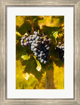 Framed Grenache Grapes In A Columbia River Valley Vineyard Print