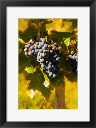 Framed Grenache Grapes In A Columbia River Valley Vineyard Print