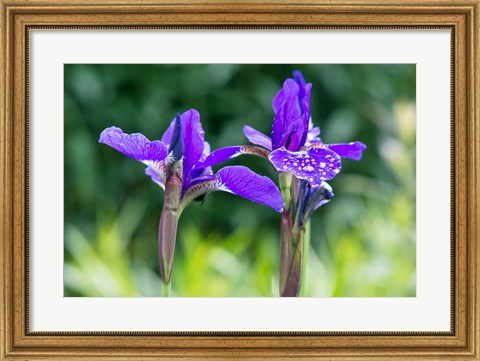 Framed Close-Up Of Iris In A Garden Print