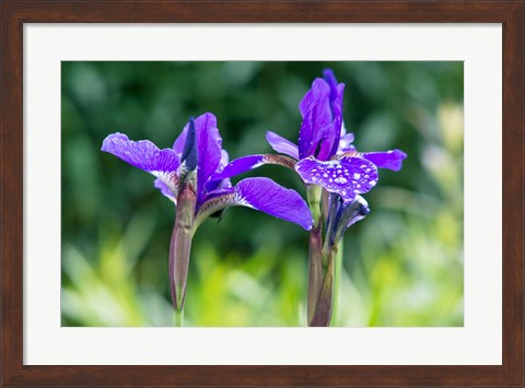 Framed Close-Up Of Iris In A Garden Print