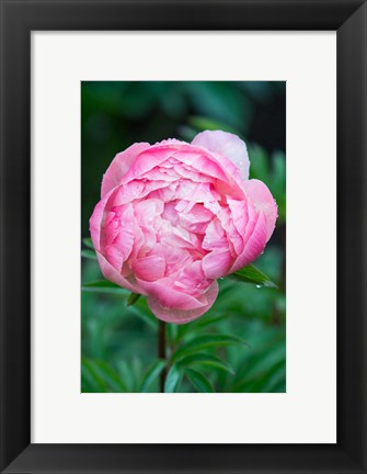 Framed Close-Up Of A Pink Garden Peony Print