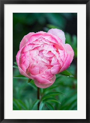 Framed Close-Up Of A Pink Garden Peony Print