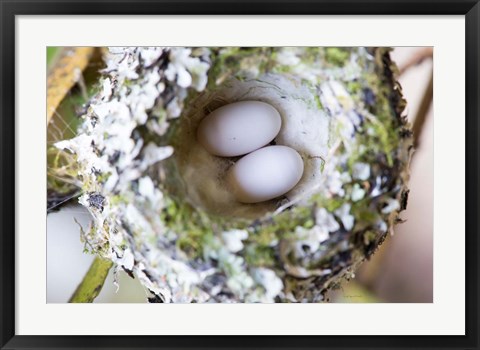 Framed Rufous Hummingbird Nest With Eggs Print