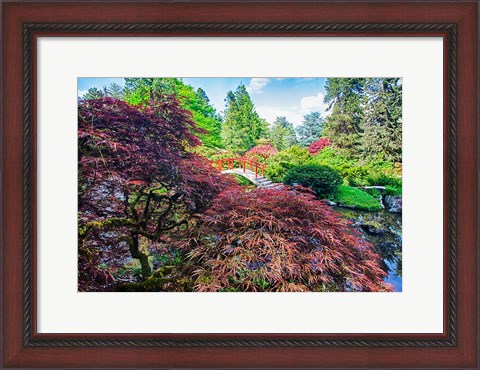 Framed Japanese Maple With Moon Bridge Print