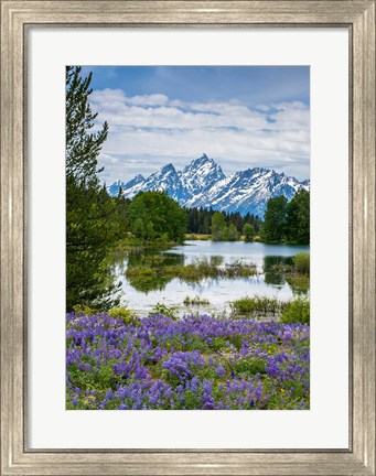 Framed Lupine Flowers With The Teton Mountains In The Background Print