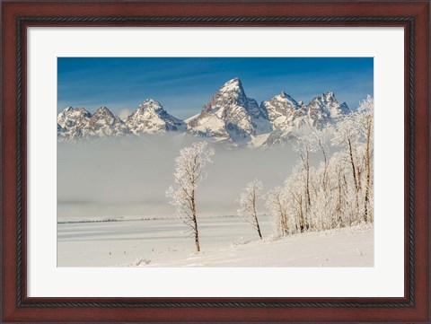 Framed Rimed Cottonwoods And Tetons From The Antelope Flats Road Print