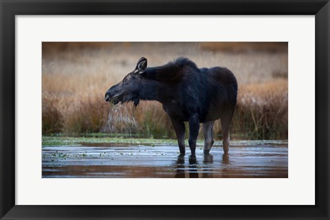 Framed Moose Eating Watercress In A Pond Print