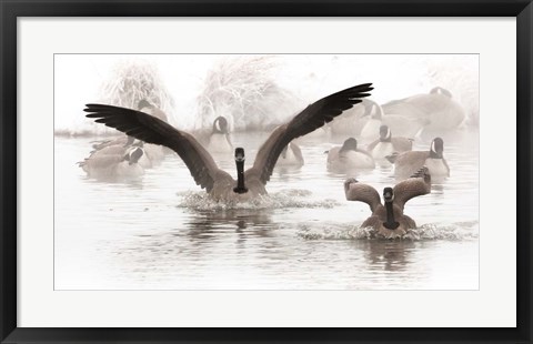 Framed Canadian Geese Land In A Winter&#39;s Pond Print