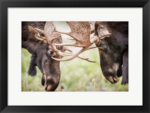 Framed Close-Up Of Two Bull Moose Locking Horns Print