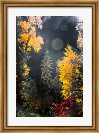 Framed Sunshine On An Autumn Forest Print