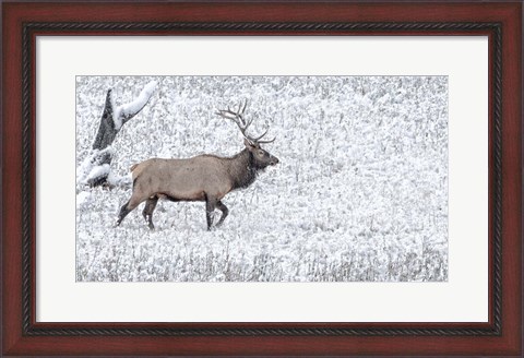 Framed Bull Elk Walks In The Snow Print