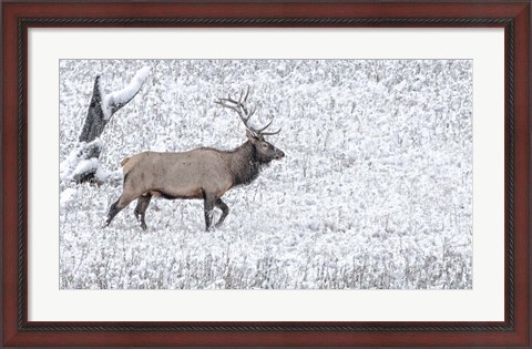 Framed Bull Elk Walks In The Snow Print