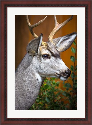 Framed Close-Up Of A Mule Deer Print