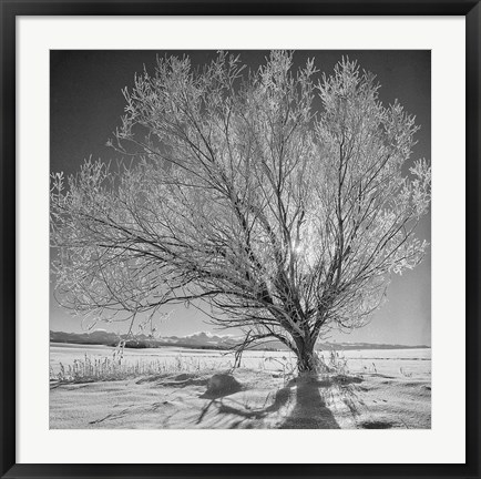 Framed Lone Ice Tree (BW) Print