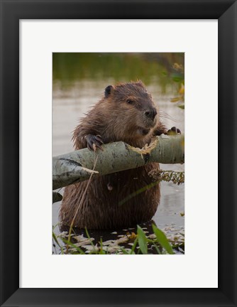 Framed North American Beaver Gnawing Through An Aspen Print