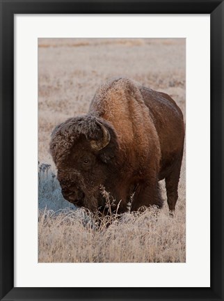 Framed American Bison On A Frosty Morning Print