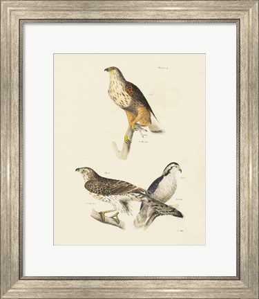 Framed Birds of Prey II Print