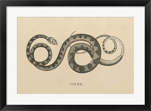 Framed Vintage Viper Print