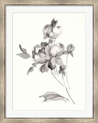 Framed Peony Blossoms Gray Print