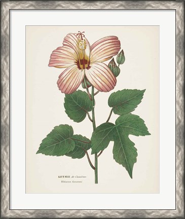 Framed Antique Botanical XXVII Cream Print