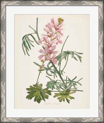 Framed Antique Botanical LVII Cream Print
