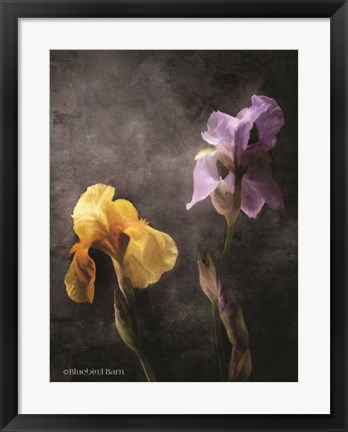Framed Contemporize Floral Iris Print