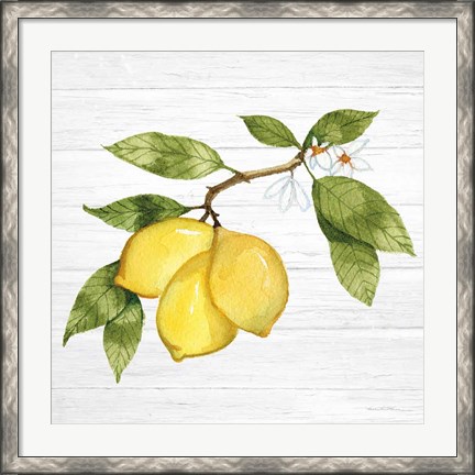 Framed Citrus Garden I Shiplap Print