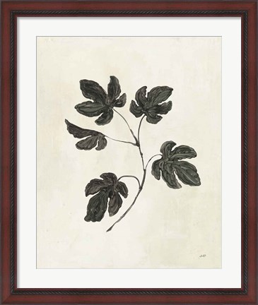 Framed Botanical Study III Print