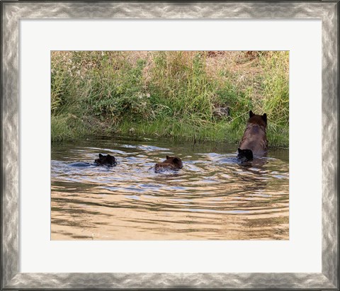 Framed Black Bear Sow and Cubs Print