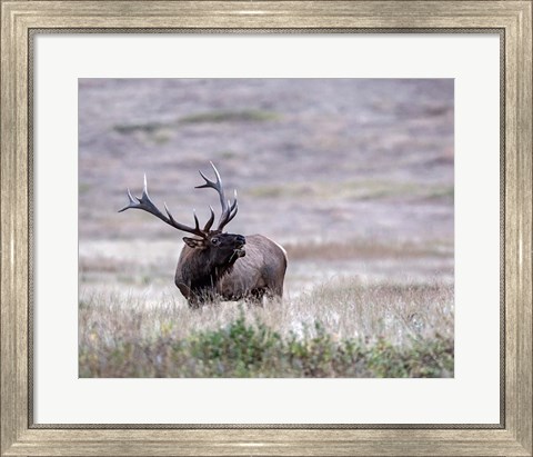 Framed Bull Elk in Montana Print