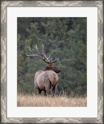 Framed Bull Elk in Montana II Print