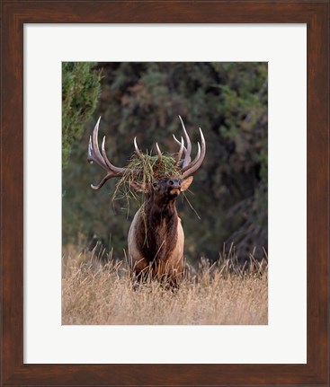 Framed Bull Elk in Montana III Print