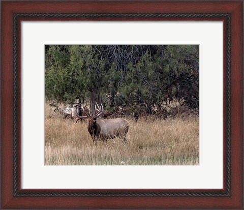 Framed Bull Elk in Montana V Print