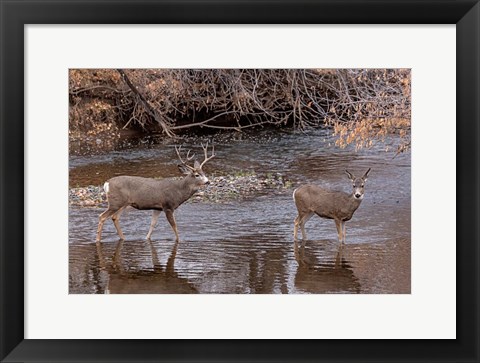 Framed Mule Deer Buck and Doe Print