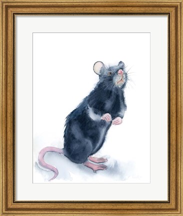 Framed Rat Print