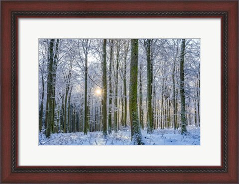 Framed Frosty Forest Print