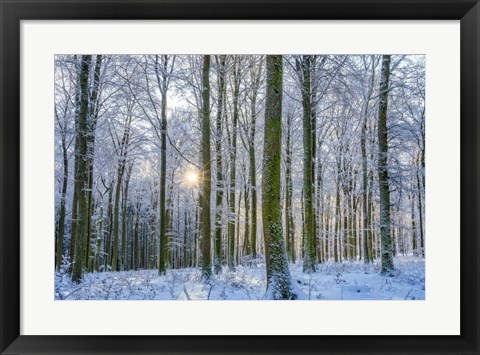 Framed Frosty Forest Print