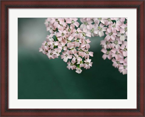 Framed Blush Pink Flowers Print