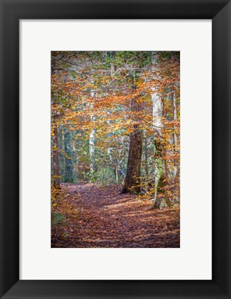 Framed Rust Fall Forest Print
