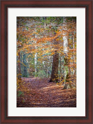 Framed Rust Fall Forest Print