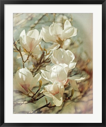 Framed Vintage Inspired Magnolias Print