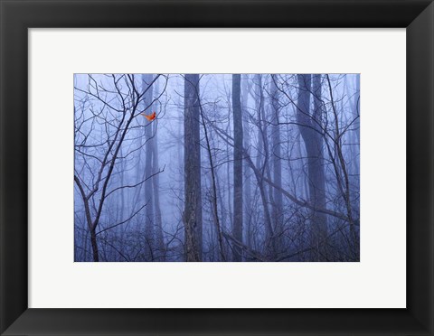 Framed Red Cardinal in a Blue Forest Print