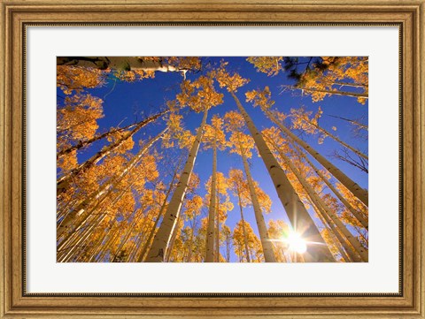 Framed Winter Aspens Print