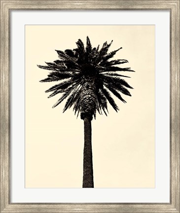 Framed Palm Tree 1979 Tan Print