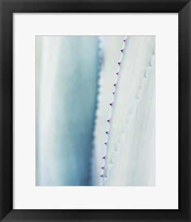 Framed Pale Blue Agave No. 2 Print