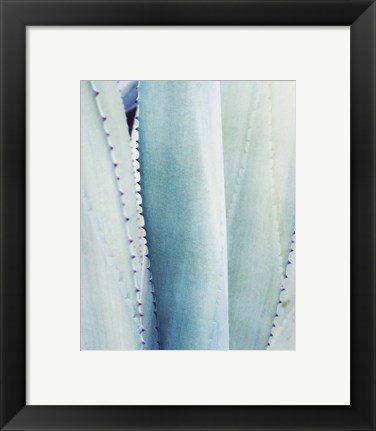 Framed Pale Blue Agave No. 3 Print