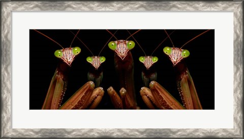 Framed Praying Mantis: Family Portrait Print