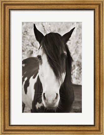 Framed Pale Eyed Stallion Print