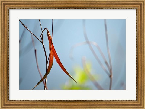 Framed Red and Green by the River Print
